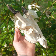 Work by Black Sheep Curios