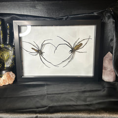 Work by Ricochet Entomology