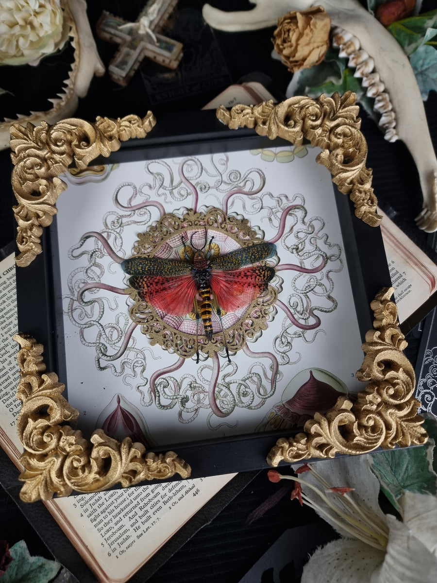 Beetles Bones and Butterflies