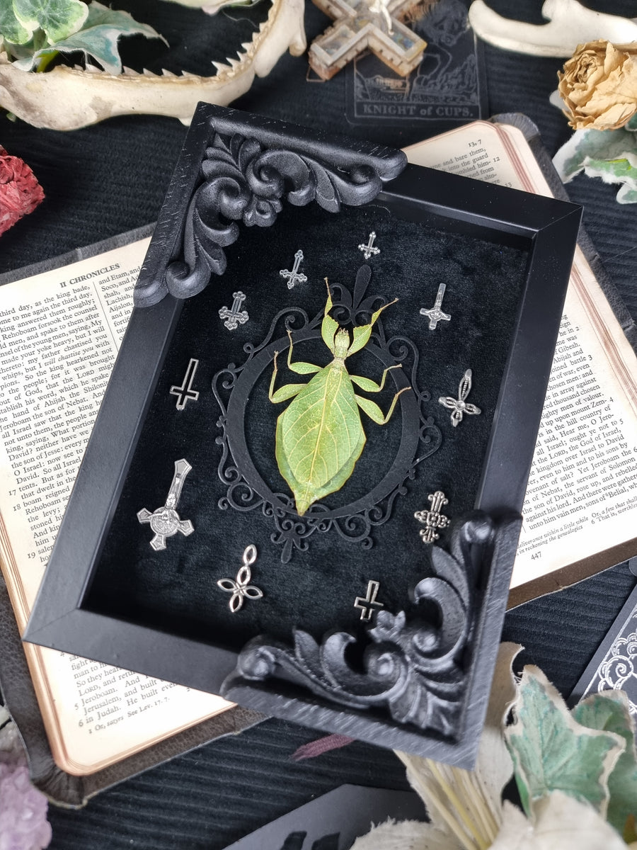 Beetles Bones and Butterflies 