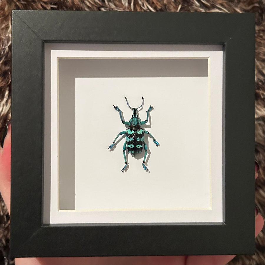 Bugs & Beetles