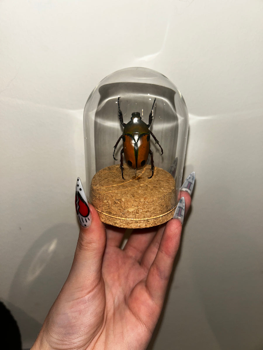Ricochet Entomology